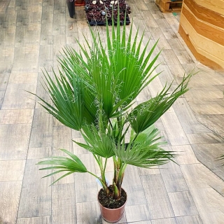 Вашингтония Жасминовый аромат нитчатая (большой пакет)