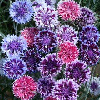 Василёк Фрости микс