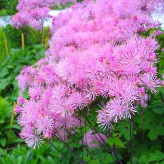 Василистник Розовое шампанское (водосборолистный)