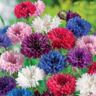 Василек Брусничный джем смесь