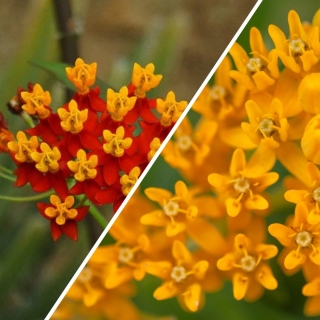 Ваточник Волшебный Дуэт (большой пакет)