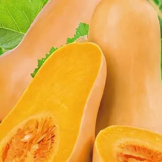 Тыква Важная Госпожа