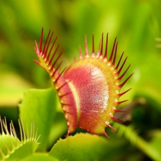 Дионея Венерина Мухоловка (большой пакет)