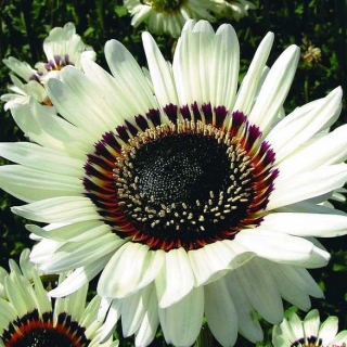 Венидиум Принц Зулу