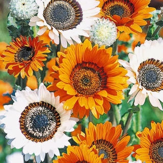 Венидиум Смесь F1