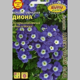 Вербена Диона