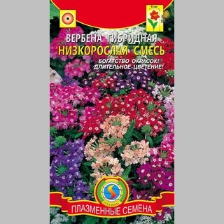 Вербена гибридная низкорослая смесь
