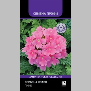Вербена Кварц F1 Пинк