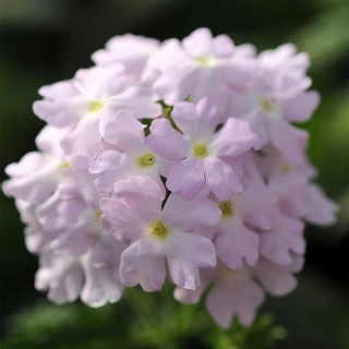 Вербена Кварц Сильвер