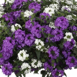 Вербена Обсешн День и Ночь (гибридная)