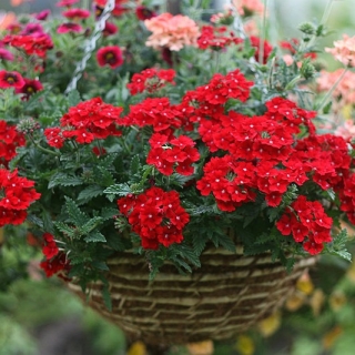 Вербена Обсешн Каскад Скарлет (Семена Профи)