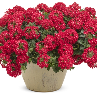 Вербена Персифона