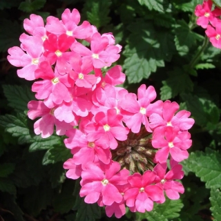 Вербена Кварц F1 Пинк