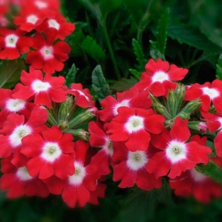 Вербена Ника