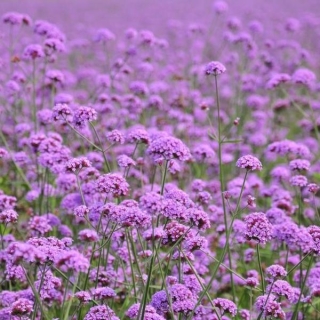 Вербена Тщеславная Барышня (бонарская)