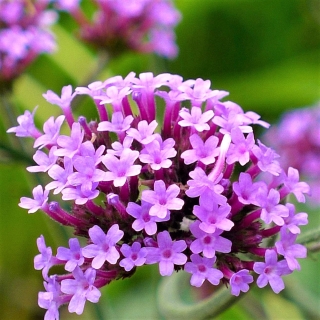 Вербена Утонченная Красавица (бонарская)