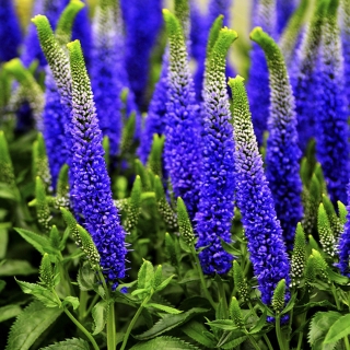 Вероника Синяя (длиннолистная)