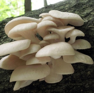 Грибы - Вешенка индийская Пульмонарис на древесной палочке 12шт (большой пакет)