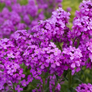 Вечерница Матроны Малиновая