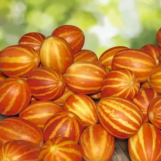 Дыня Подарок дедушки Хо Ши Мина вьетнамская