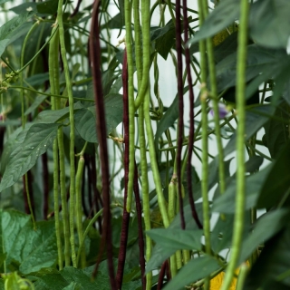 Вигна Оливковая беседка