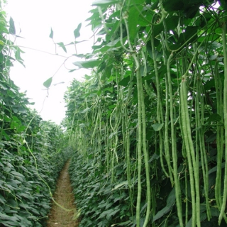 Вигна Спагетти