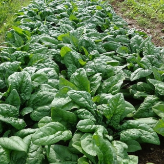 Шпинат Виктория