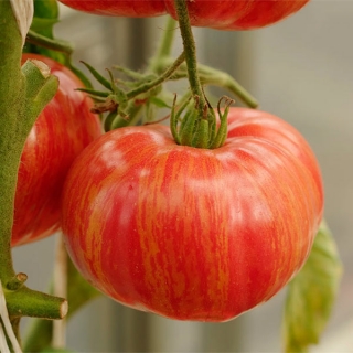 Томат Винтаж вайн