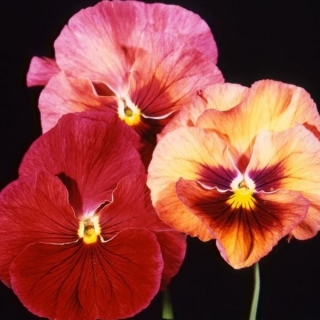 Виола Акварель Фламбе Ред Шадес F1 (Виттрокка)