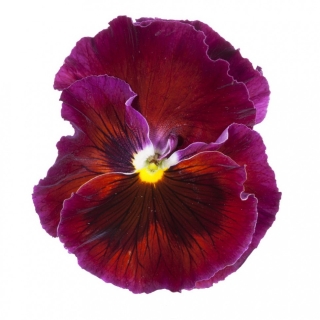 Виола Фламенко красная F1 Виттрока