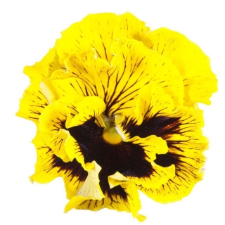 Виола Фламенко Желтая F1 (Виттрока)