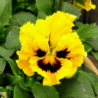 Виола Фриззл Сиззл F1 Жёлтая