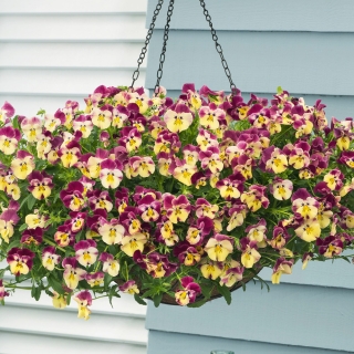 Виола Кул Вейв Клубничный вихрь F1