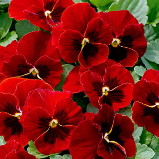 Виола Рубиново-красная (рогатая)