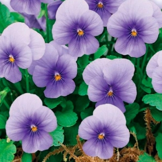 Виола Синий мотылек F1 (рогатая)