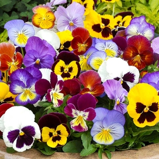 Анютины глазки Смесь сортов (Виола)
