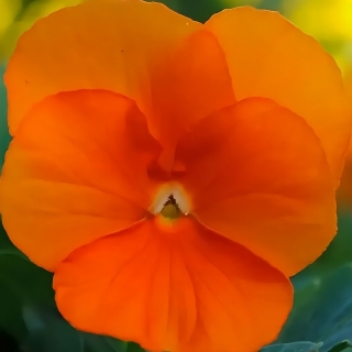 Виола Сорбет Дип Оранж