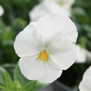 Виола Велюр Белая (Вильямса)