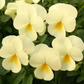 Виола Велюр Кремовые брызги (Вильямса)