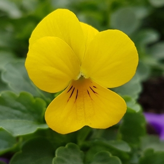 Виола Велюр Желтая (Вильямса)