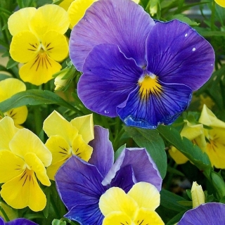 Виола Весенние Переливы F1 (рогатая)