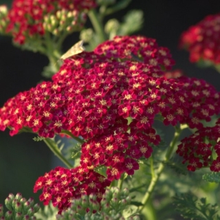 Тысячелистник Вишнёвый принц