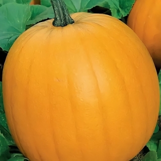 Тыква Витаминная