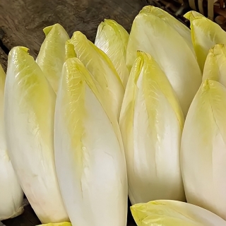 Салат Цикорий Витлуф