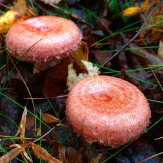 Грибы - Волнушка Розовая (мицелий) 30мл (большой пакет)