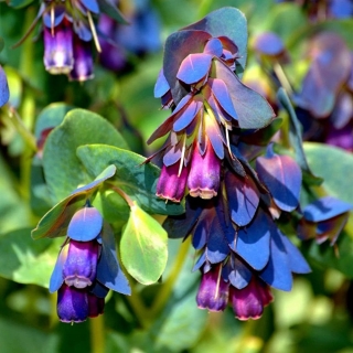 Восковник Киви (пурпурный)