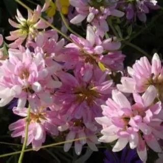 Вязель Янтарная пудра