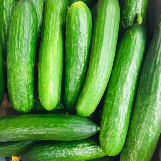 Огурец Домосед F1