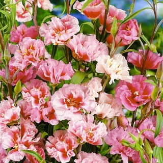 Годеция Гофре смесь