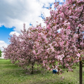 Яблоня Марьюшка лесная (большой пакет)